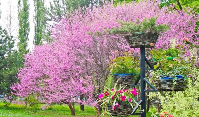 «Дендрарий» весной