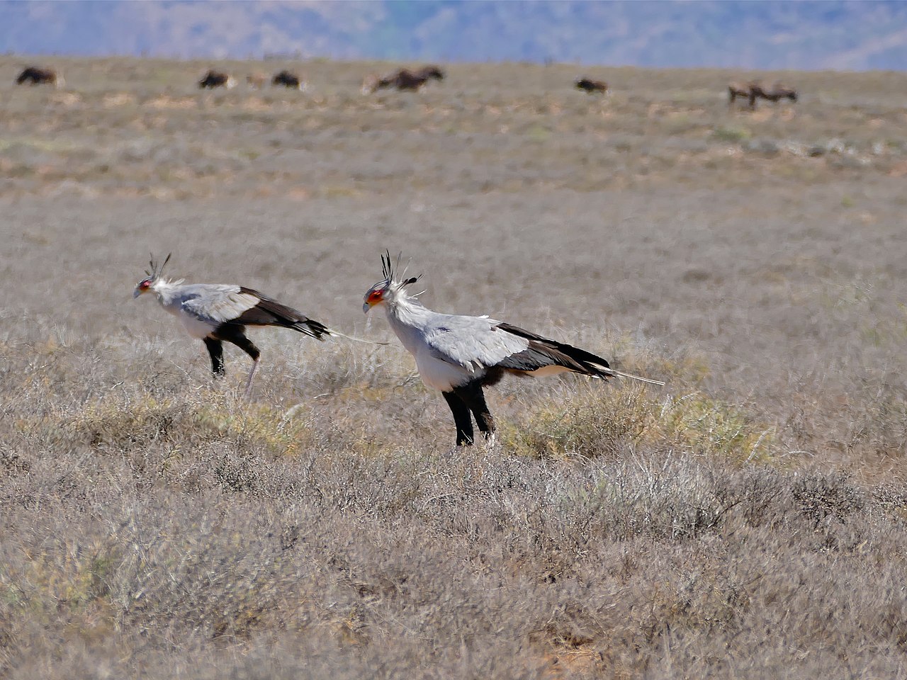 Secretarybirds (Sagittarius serpentarius) (31809265724) 2.jpg