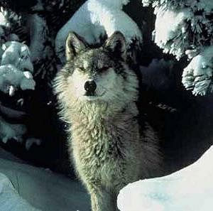 Northern Rocky Mountains wolf.jpg