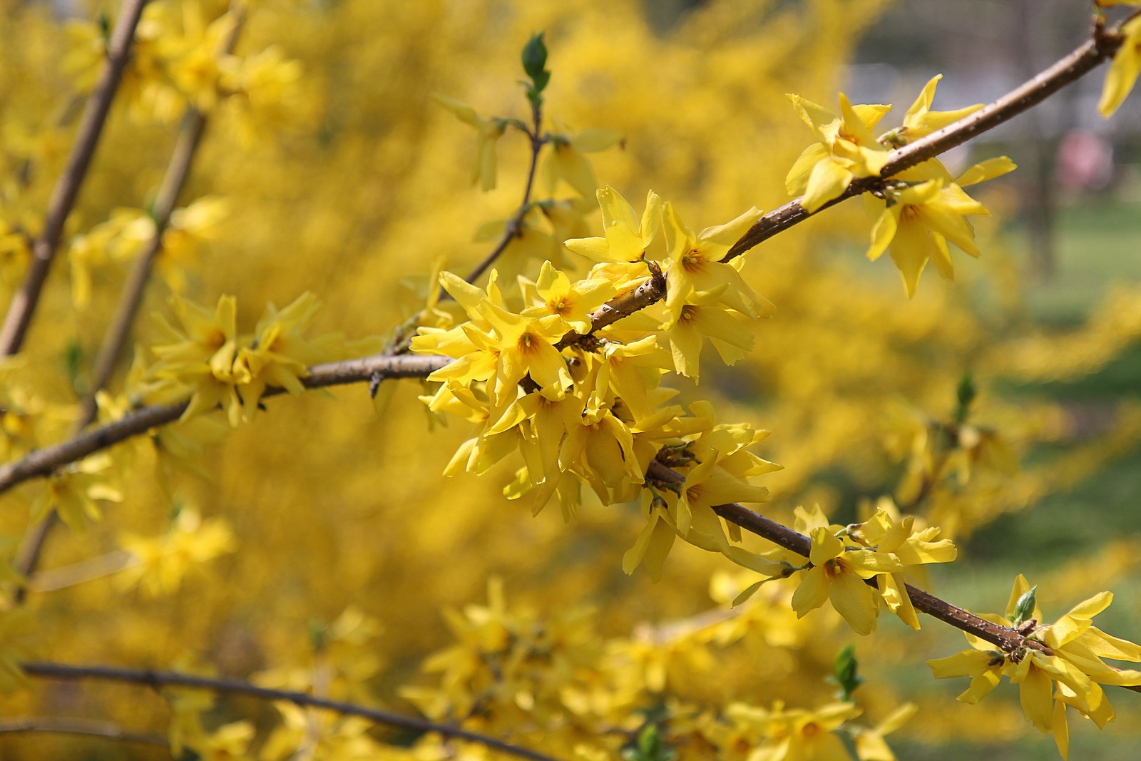 Цветущая форзиция