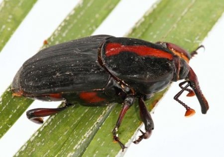 Красный пальмовый долгоносик