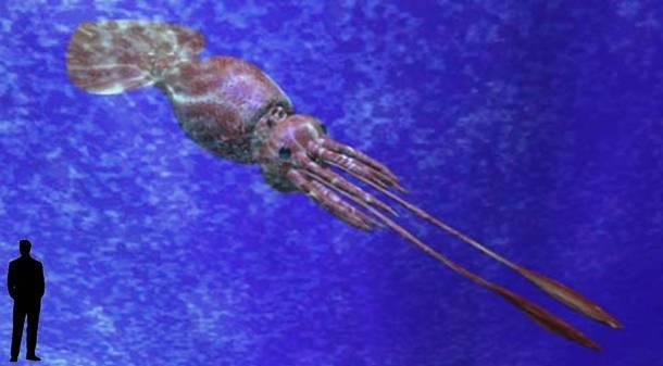 20130814-0647-colossal squid.jpg