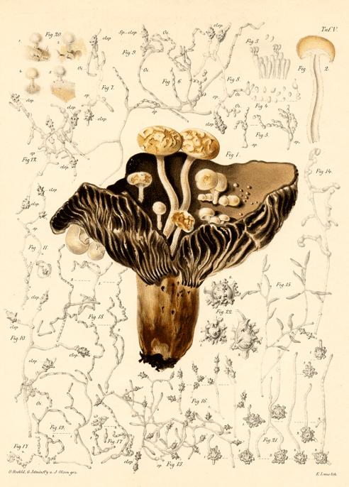 Asterophora parasitica.JPG