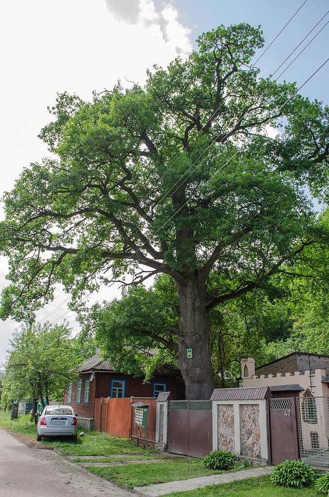 Файл:Багатовіковий дуб, м. Чернігів, урочище Маліїв рів_2.JPG