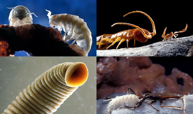 Обитатели пещеры Мовиле