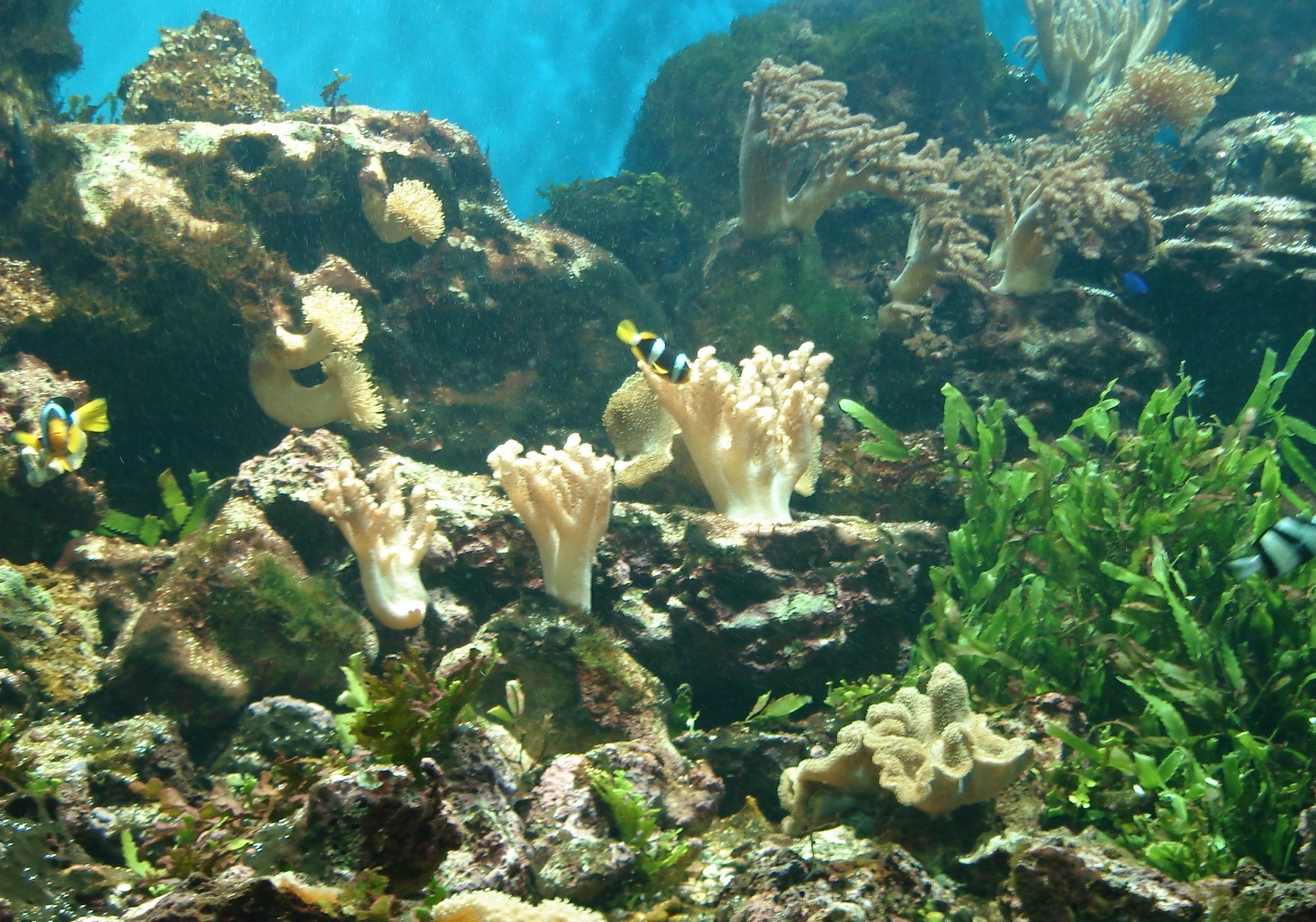 Акваріум морський 03.jpg