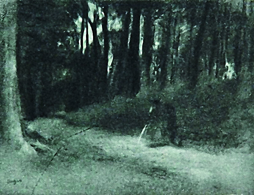 Degas - Road in a Forest, 1864-1868.jpg