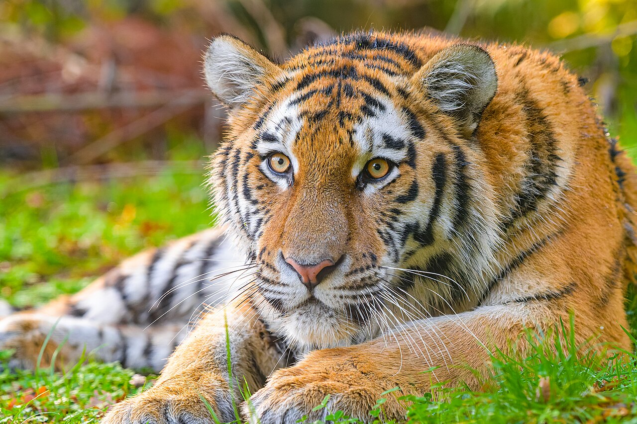 Siberian Tiger - 52672922877 2.jpg
