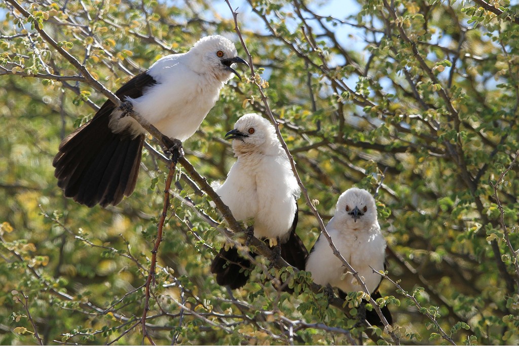 Turdoides cooperative breeding 1.jpg