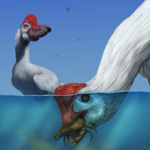 Читипати 20.jpg