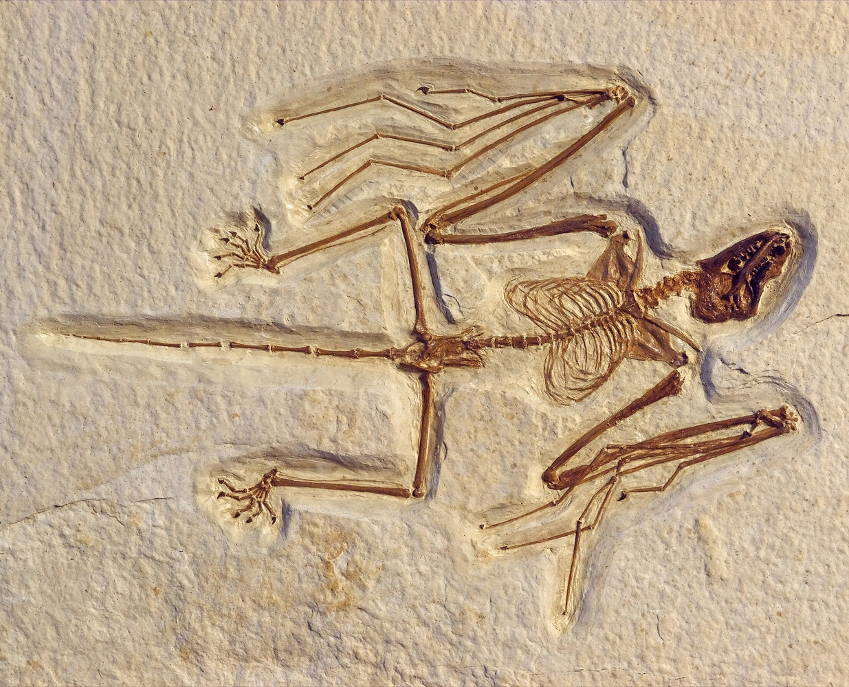 Chiroptera eozen.jpg