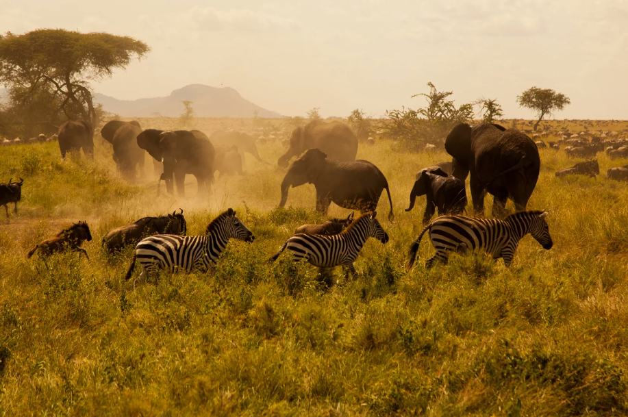 Серенгети. Национальный парк на севере Танзании