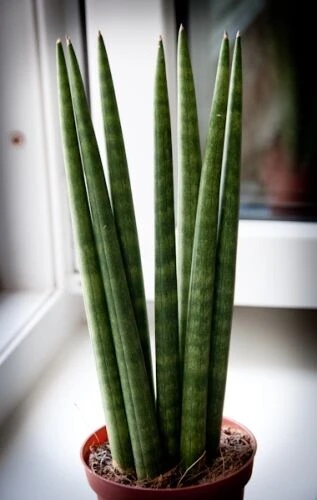 Сансевьера цилиндрическая. Стоит учесть, что концы листьев довольно острые, поэтому на них стоит надевать колпачки