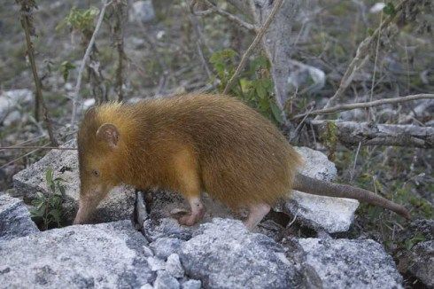 Орден Осьминога