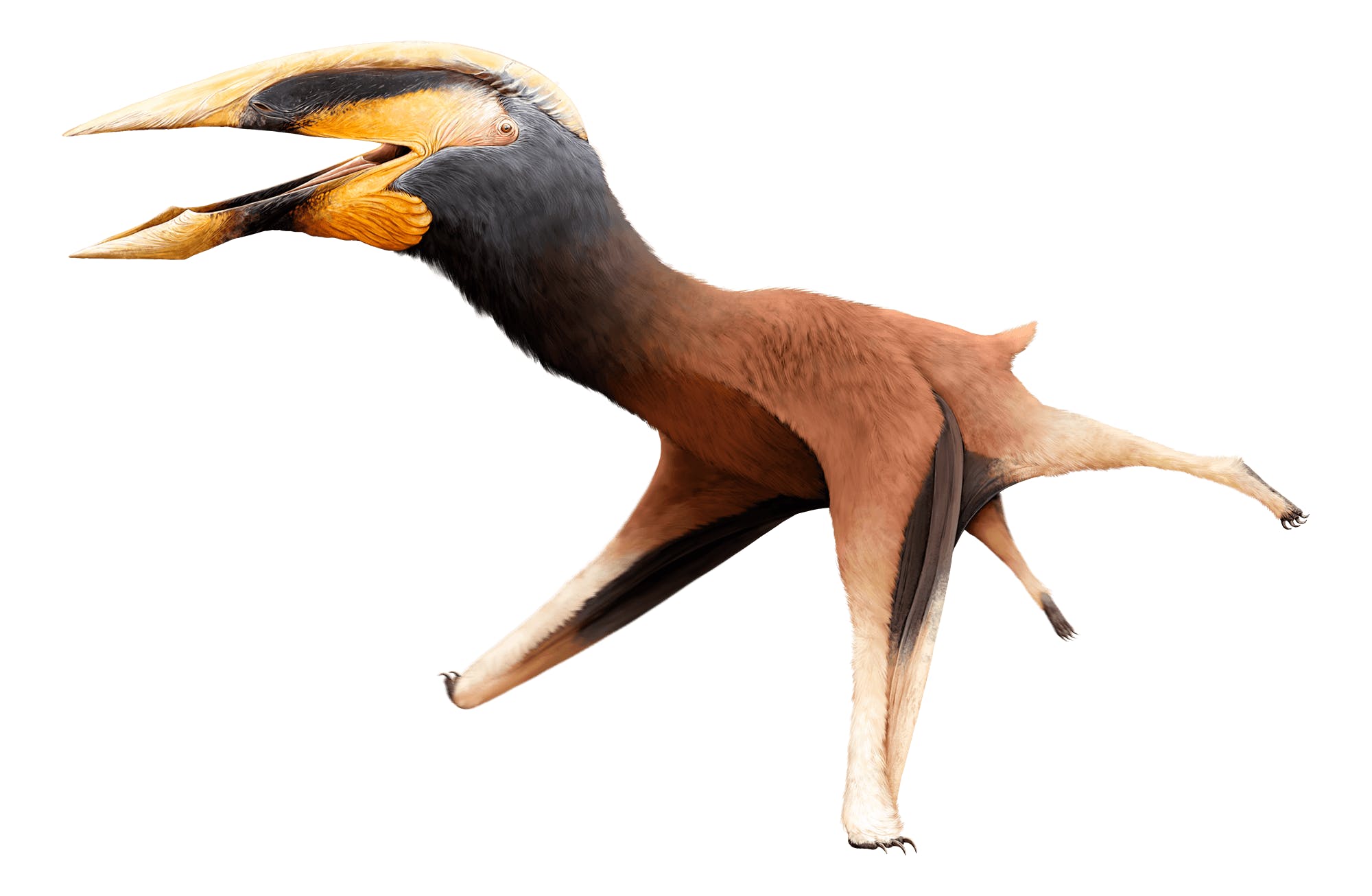 Albadraco joshua-tedder.jpg