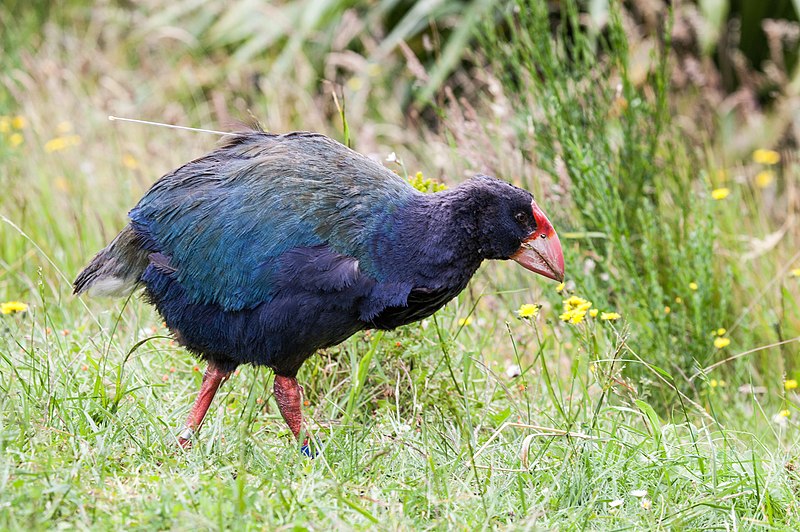 Takahē with antenna 2.jpg
