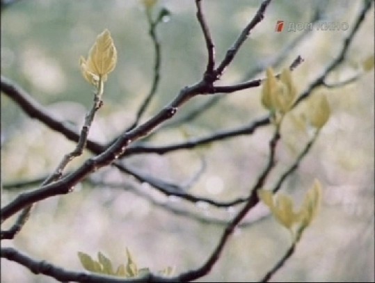 03. О дожде при свете солнца. Евтихий. Знаешь, как у нас про такую погоду говорят... солнце умывается. Иванэ. А у нас говорят: солнышко смеётся до слёз...