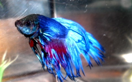 Бойцовская рыбка.jpg