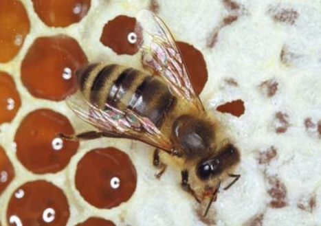 Пчела на сотах.jpg