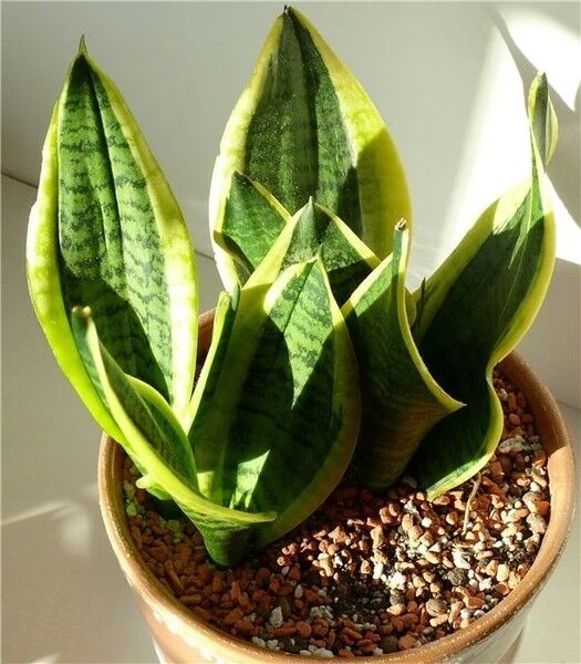 Сансевьера Футура. Один из новых сортов