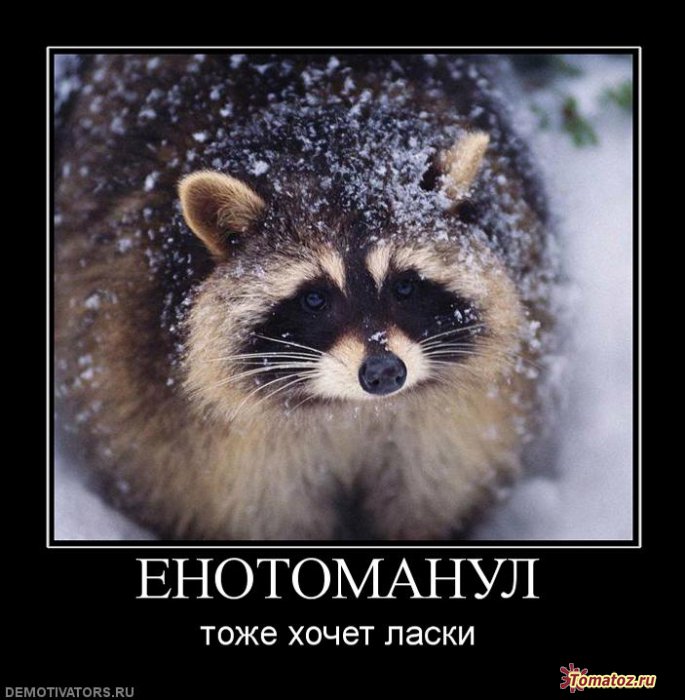 Еното манул.jpg