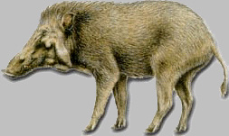 Javan pig.jpg