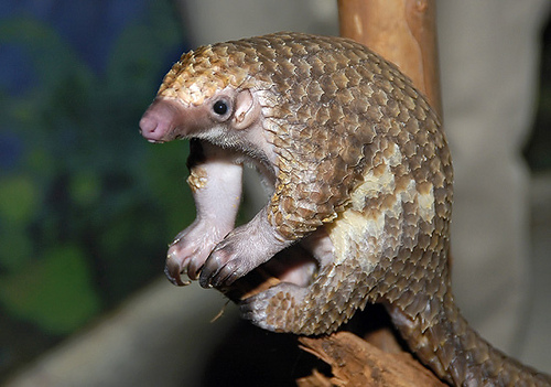 Pangolin 3.jpg