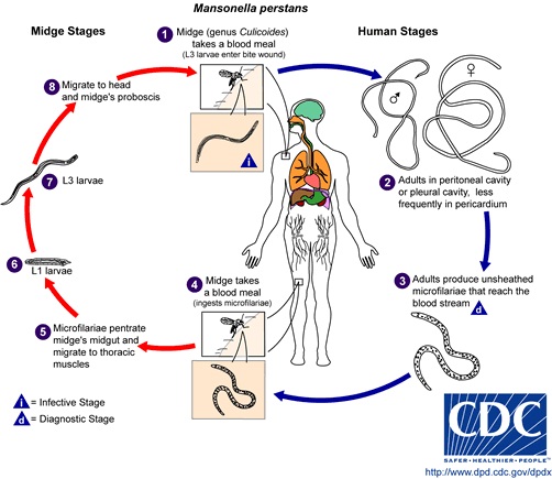 M perstans LifeCycle.jpg