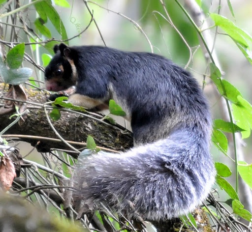 Ratufa macroura 3.jpg