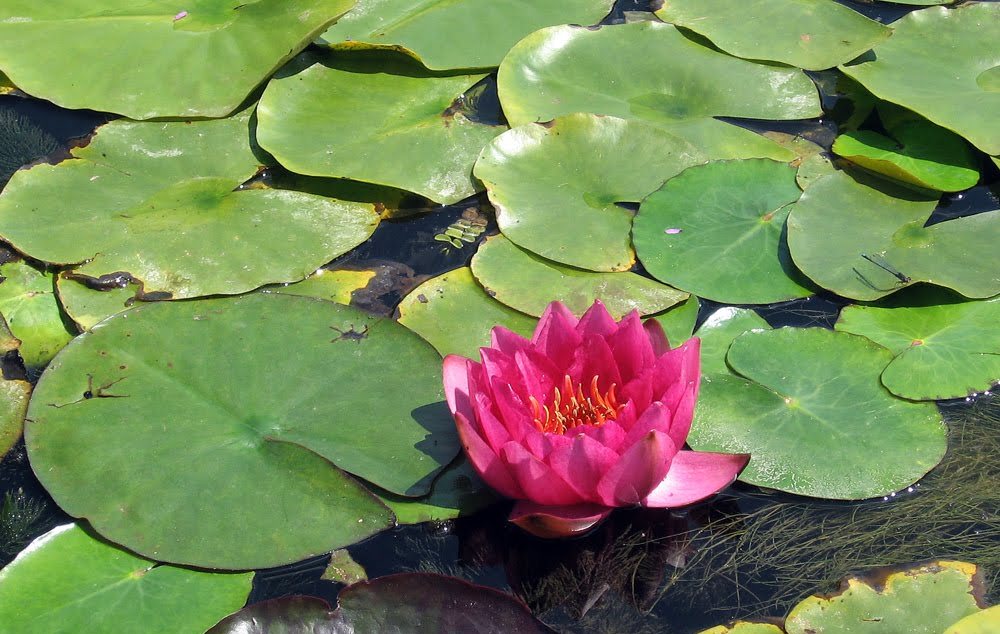 Водный цветок