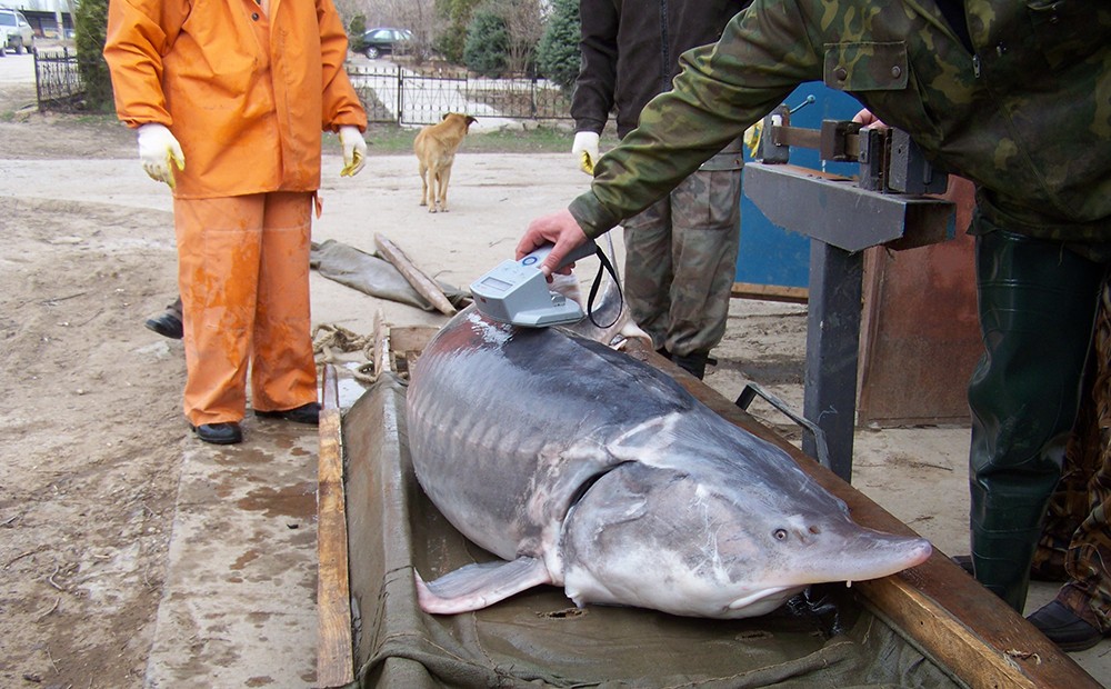 Кизанский ОРЗ10.jpg