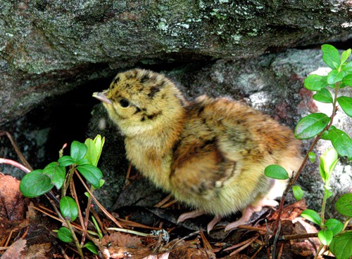 Tetrao urogallus 2.jpg