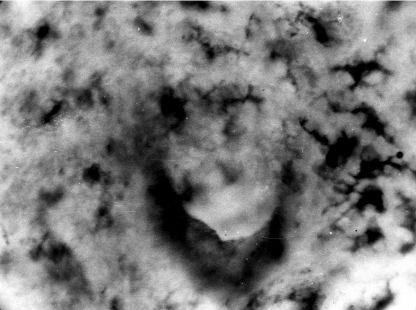 Срез горизонтальный.