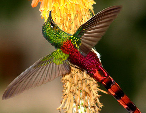 Trochilidae 8.jpg
