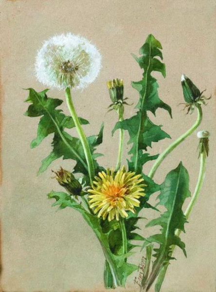 Одуванчик, последняя четверть XIX в.