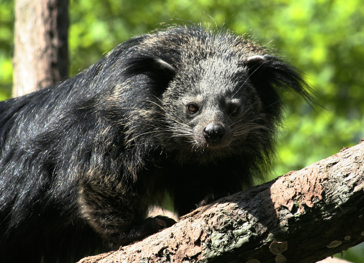 Arctictis binturong 5.jpg