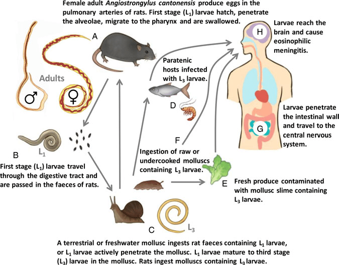 Life-cycle-of-A-cantonensis-A-Male-and-female-adult-A-cantonensis-live-in.png
