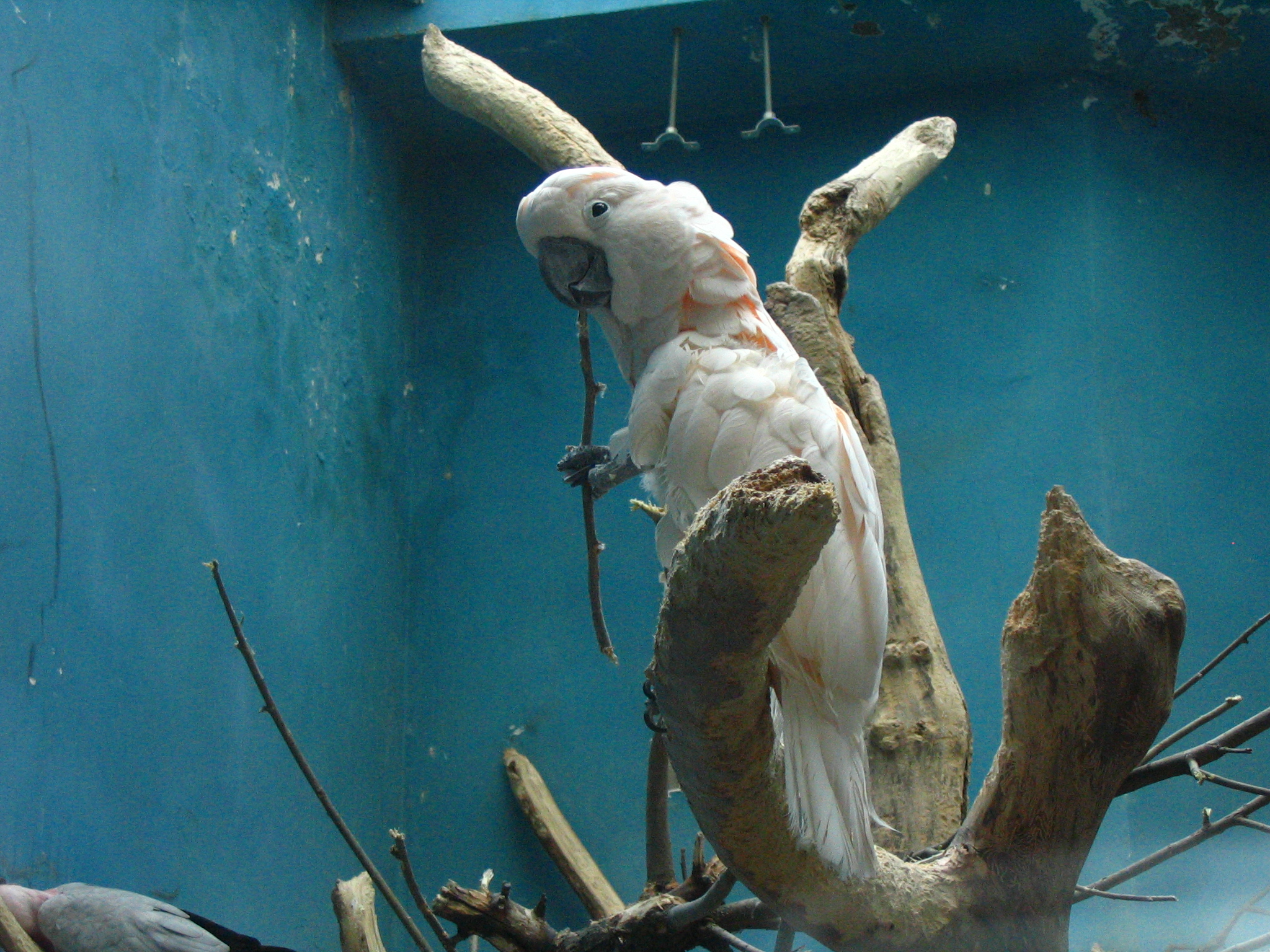 Moluccan Cockatoo, Moscow Zoo.jpg