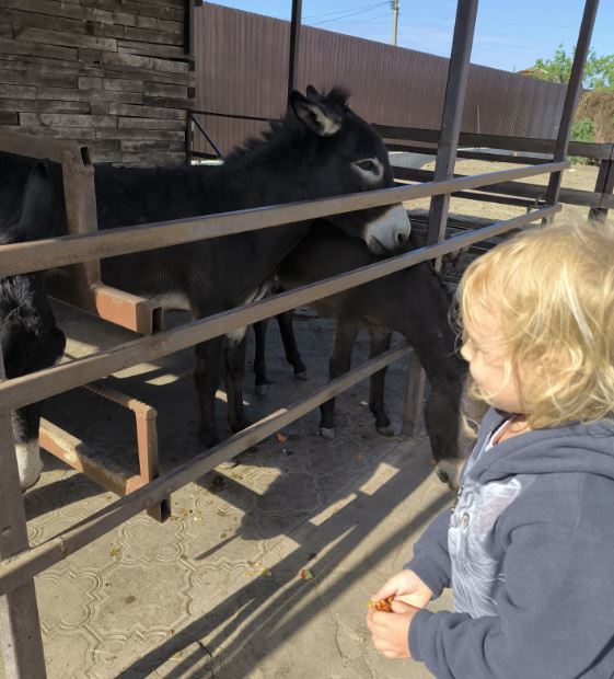 Музейные ослики