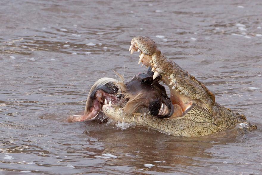 Crocodylus niloticus 5.jpg