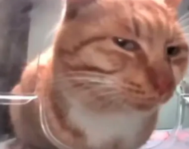 Файл:Мистер Фреш.png