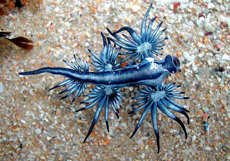 Glaucus atlanticus 3.jpg