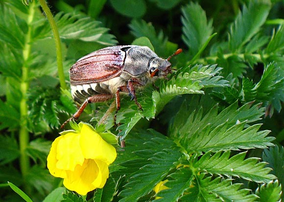 Melolontha 16.jpg