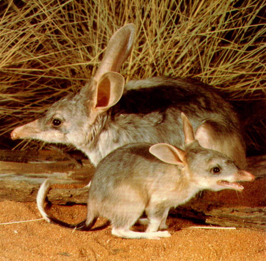 Peramelemorphia 1.jpg