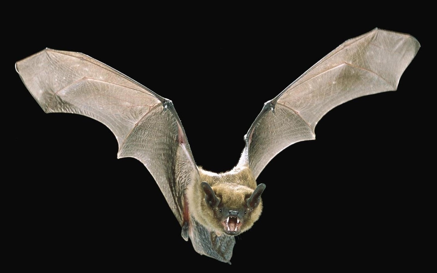 Chiroptera 10.jpg
