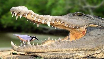 Crocodylus niloticus 6.jpg