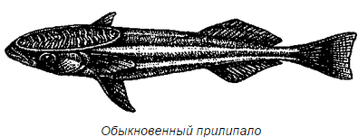 Обыкновенный прилипало рисунок.png