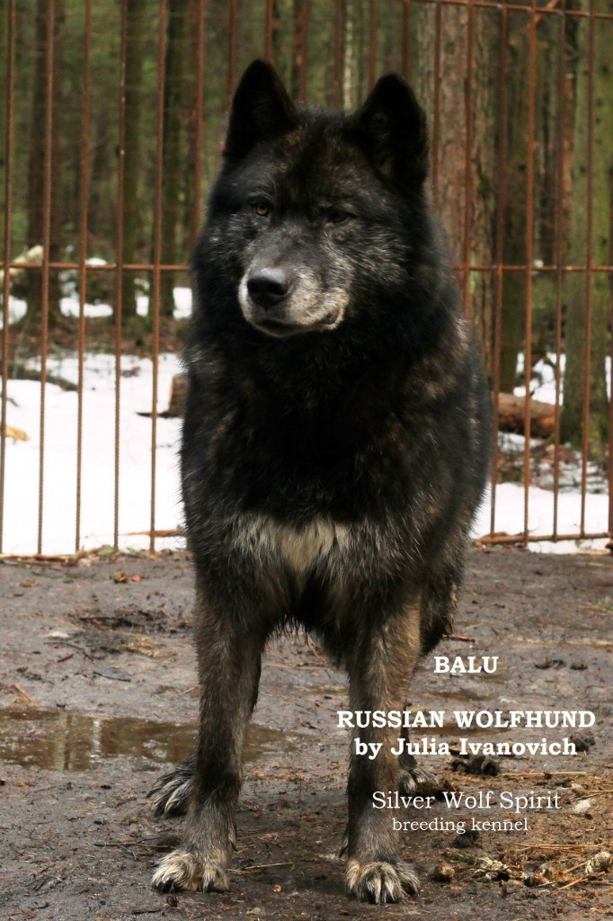 Файл:Русский вольфхунд.jpg