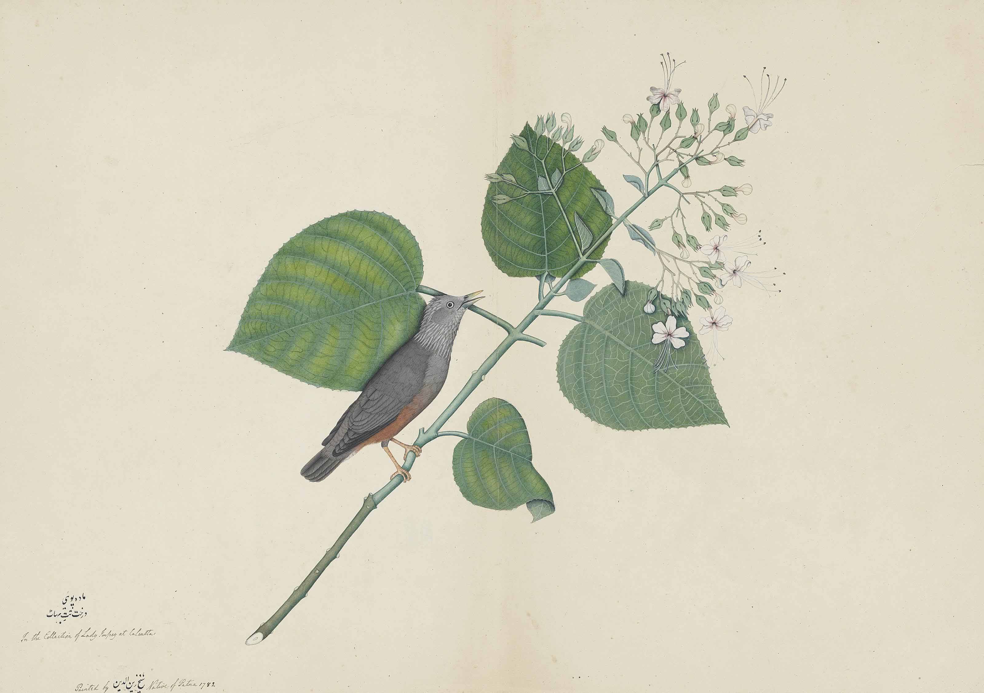 Сероголовый скворец