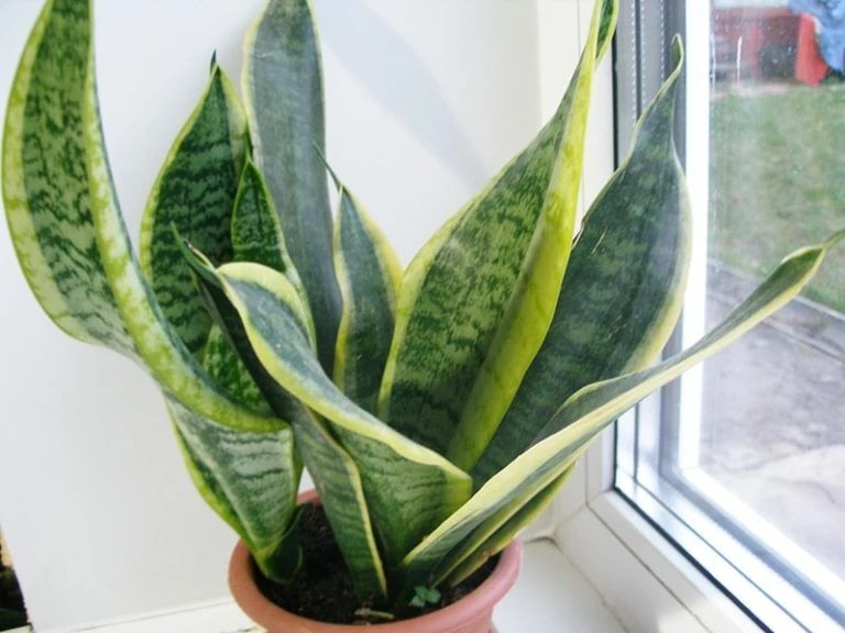 Сансевьера компакта